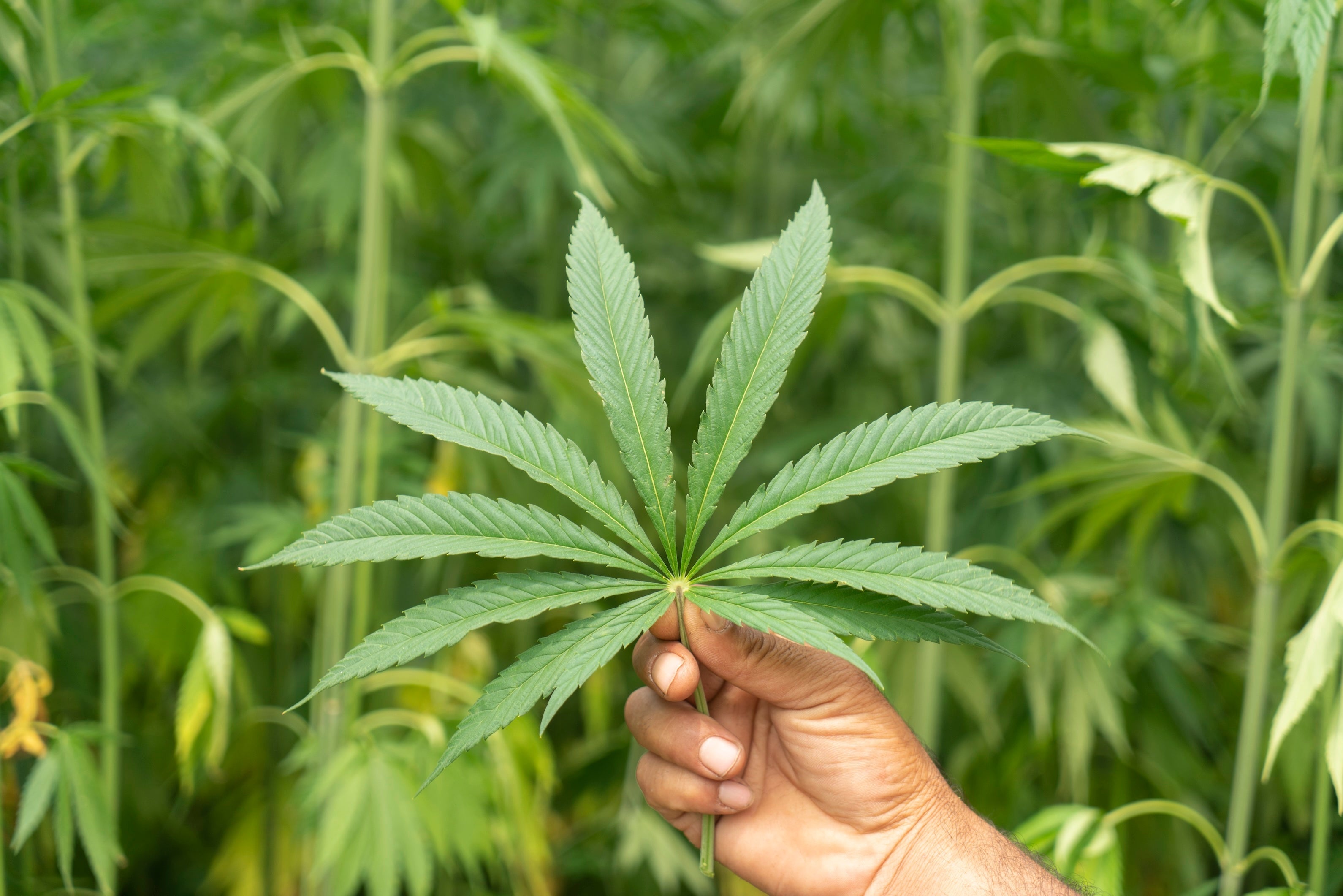 Why Choose Hemp?